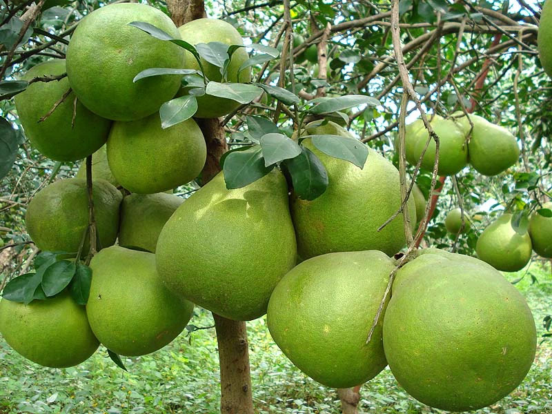 Bưởi Tân Triều – Sản vật nức tiếng của vùng đất Đồng Nai