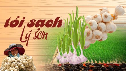 Tỏi Lý Sơn Quảng Ngãi