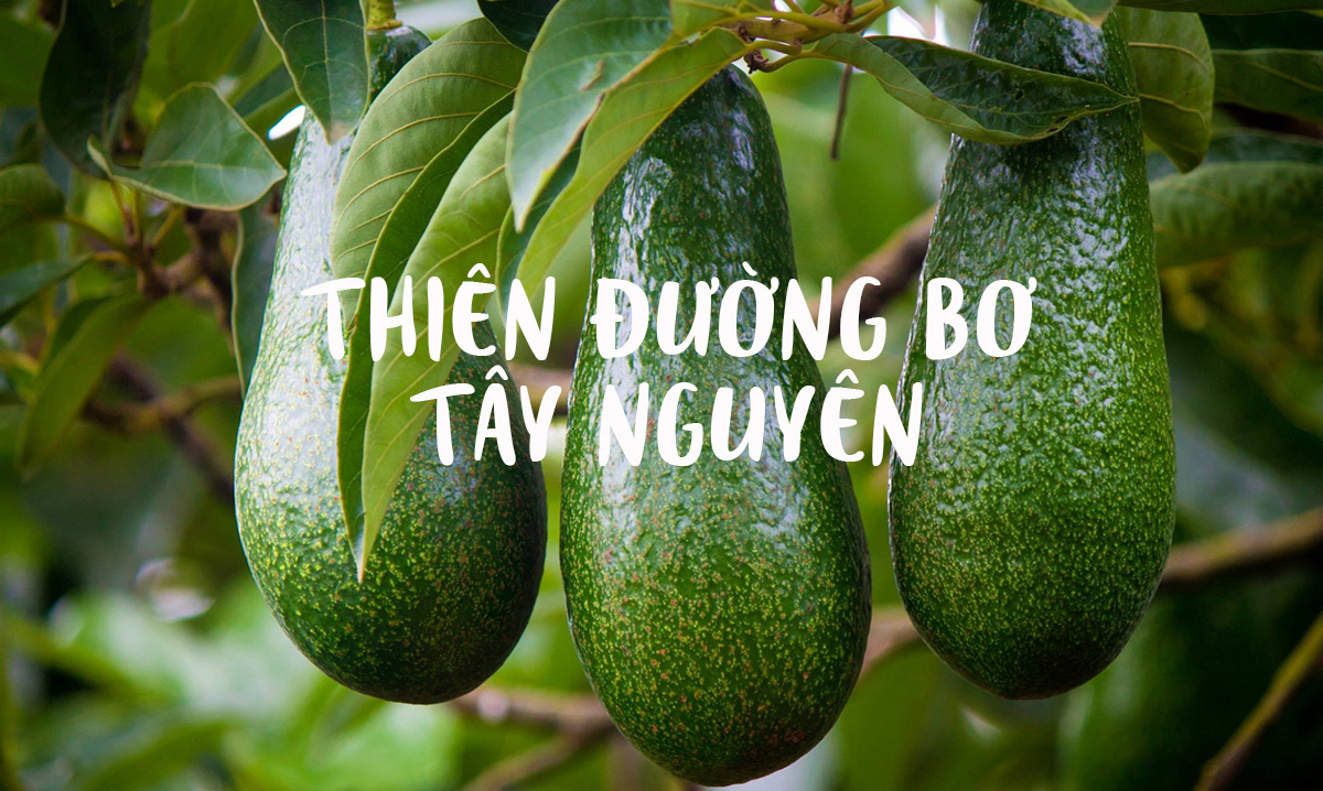 Bơ Tây Nguyên