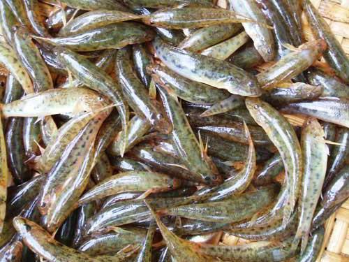 Đặc sản cá bống sông Trà kho tiêu 2 Đặc sản cá bống sông Trà kho tiêu